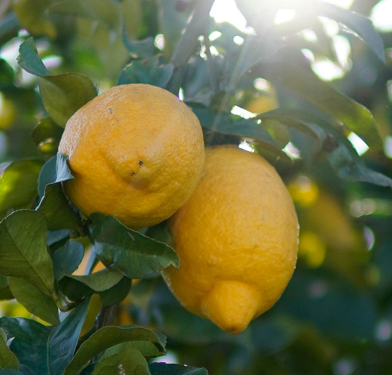 Sizilianische Bio-Zitronen Lunario