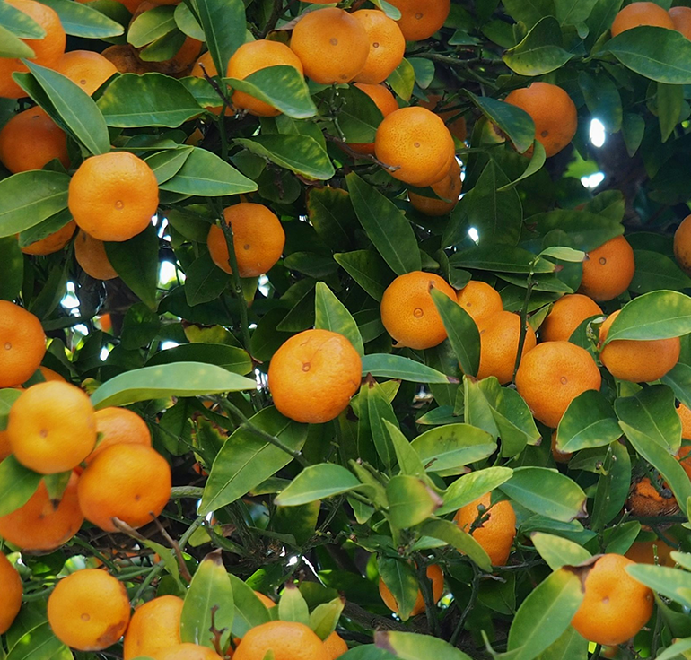 Sizilianische Bio-Mandarinen