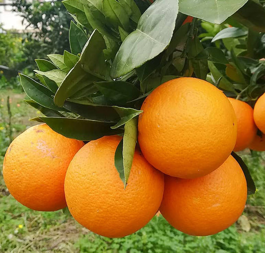 Sizilianische Bio-Orangen Washington Navel