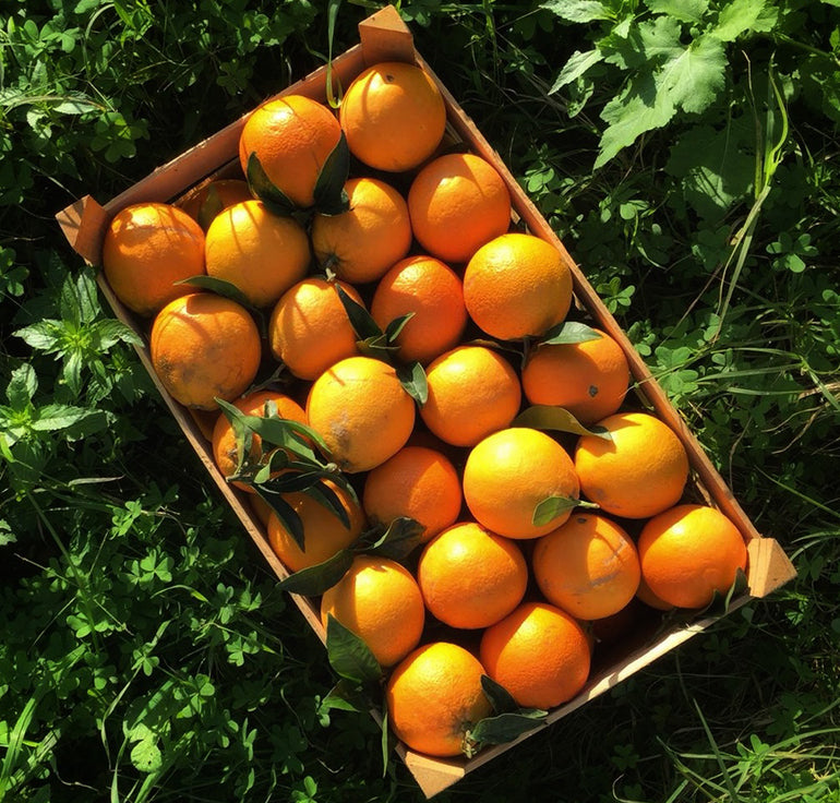 Sizilianische Bio-Orangen Washington Navel