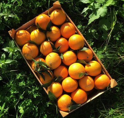 Sizilianische Bio-Orangen Washington Navel